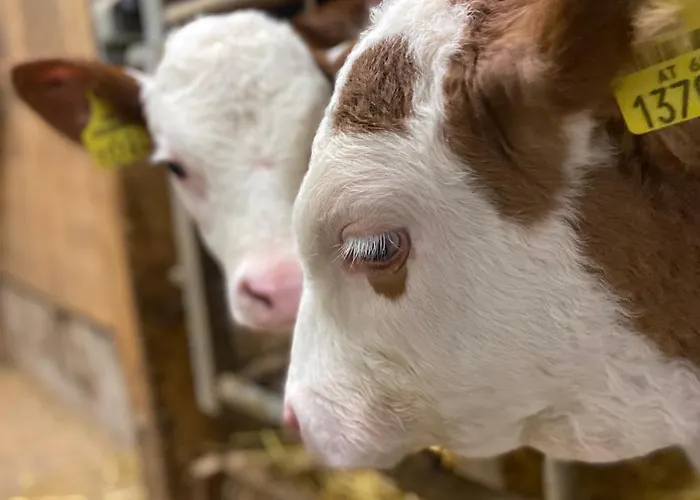 Διαμέρισμα Bauernhof Helpferer *