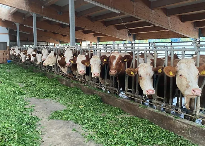 Daire Bauernhof Helpferer Ramsau am Dachstein